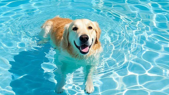 好莱污免费网站美国,免费好莱污资源,一网打尽,独家分享,不容错过